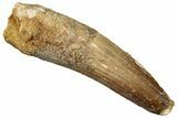 Fossil Spinosaurus Tooth - Real Dinosaur Tooth #301278-1